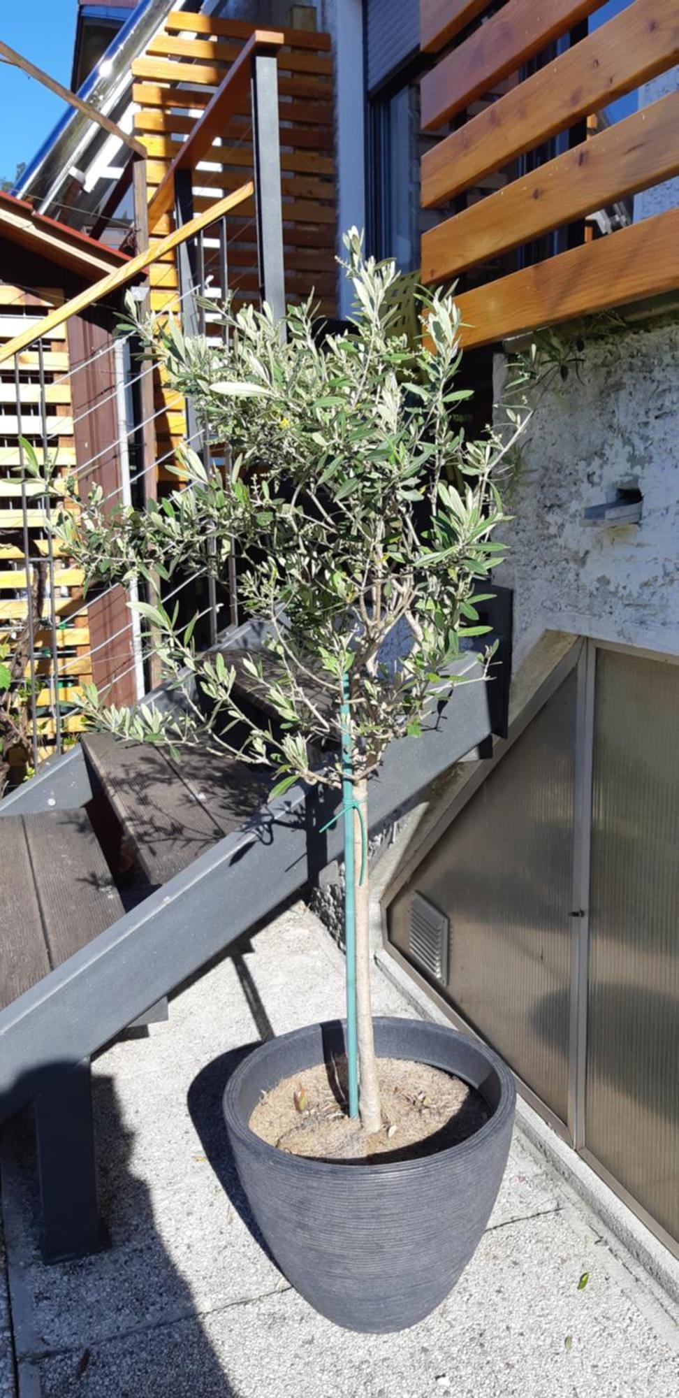 Apartma Bolero Tolmin Εξωτερικό φωτογραφία